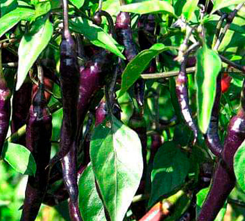 Violet Mulagu Seeds