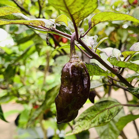 Violet Unda mulaku Seeds | Chilli Seeds - Mini's Lifestyle Store- Buy Seeds in India