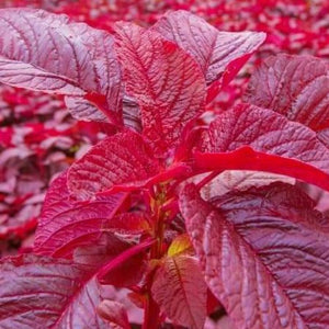 Vlathankara Cheera Seeds | Red Spinach , Amaranthus - Mini's Lifestyle Store- Buy Seeds in India