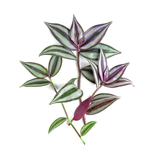 Wandering Jew White Violet Plant with Pot WP01 - Mini's Lifestyle Store- Buy Seeds in India