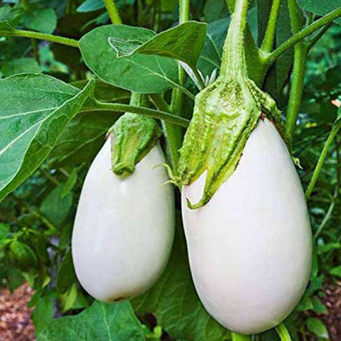 White Round Vazhuthana Seeds | Brinjal - Mini's Lifestyle Store- Buy Seeds in India