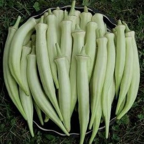 White Venda Seeds ( Anchitha ) | White Okra Ladies Finger - Mini's Lifestyle Store- Buy Seeds in India