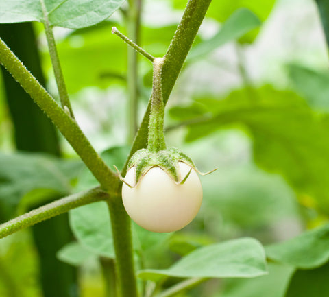 White Vazhu Medium Seeds
