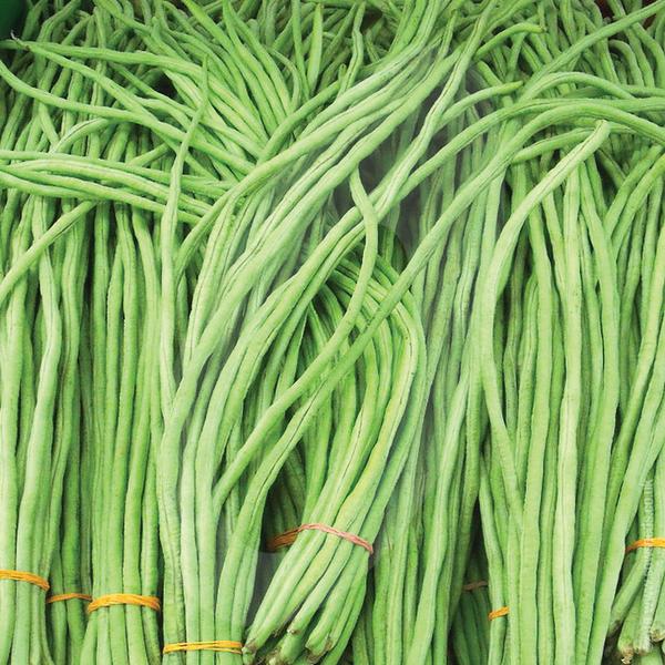 1.5 metre long Payar Seeds (Sumanth ) | Green Long Beans - Mini's Lifestyle Store- Buy Seeds in India