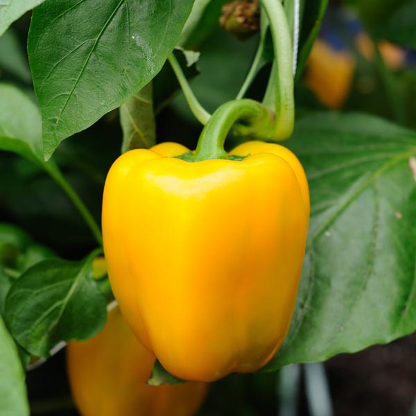 Yellow Capsicum Seeds | Bell peppers - Mini's Lifestyle Store- Buy Seeds in India