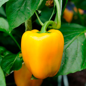 Yellow Capsicum Seeds | Bell peppers - Mini's Lifestyle Store- Buy Seeds in India